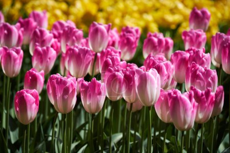 Téléchargez les photos : Les tulipes en fleurs fleurissent dans le jardin fleuri de Keukenhof, également connu sous le nom de jardin de l'Europe, l'un des plus grands jardins de fleurs du monde et une attraction touristique populaire. Lisse, Pays-Bas
. - en image libre de droit