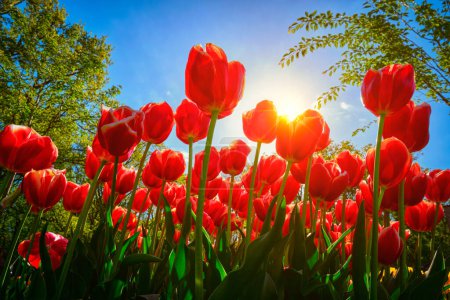 Téléchargez les photos : Des tulipes rouges en fleurs sur fond de ciel bleu avec du soleil depuis un point de vue bas. Pays Bas
. - en image libre de droit