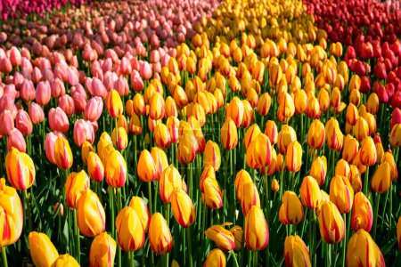Téléchargez les photos : Les tulipes rouges fleurissent dans le jardin fleuri de Keukenhof, également connu sous le nom de jardin de l'Europe, l'un des plus grands jardins fleuris du monde et une attraction touristique populaire. Lisse, Pays-Bas
. - en image libre de droit