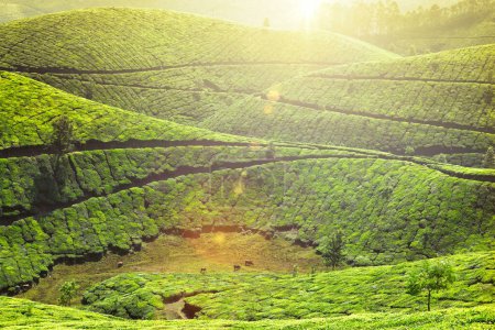 Foto de Kerala hito plantaciones de té con niebla de la mañana. Munnar, Kerala, India. Con destello de lente y fugas de luz - Imagen libre de derechos
