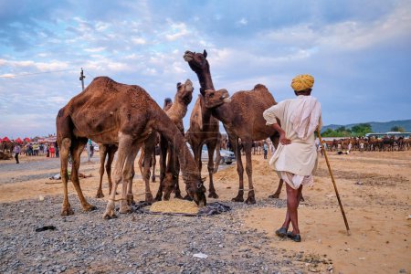Foto de Pushkar, India - 6 de noviembre de 2019: El campesino indio y sus camellos en la feria de camellos Pushkar (Pushkar Mela) - feria de camellos y ganado, una de las ferias de camellos y atracciones turísticas más grandes del mundo - Imagen libre de derechos