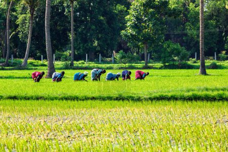 Foto de TAMIL NADU, INDIA - 12 DE SEPTIEMBRE DE 2009: Mujeres no identificadas que trabajan en el campo de arroz con arroz. La agricultura es la tercera actividad económica en el estado que comprende el 21 por ciento - Imagen libre de derechos