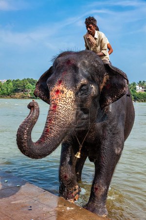 Photo for HAMPI, INDIA - OCTOBER 8, 2010: Elephant with unidentified mahouts in river in Hampi, Karnataka, India - Royalty Free Image