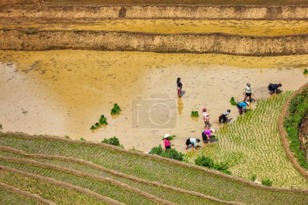 Foto de CAT CAT, VIETNAM - 9 de junio de 2011: Campesinos vietnamitas trabajando en arrozales. Vietnam es ahora uno de los principales exportadores mundiales de arroz - Imagen libre de derechos