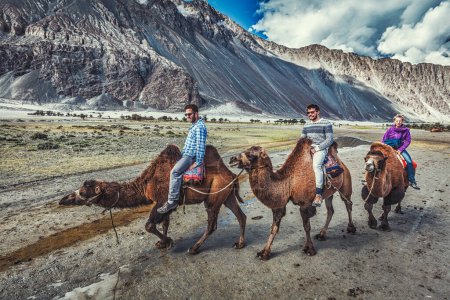 Photo for HUNDER, INDIA - SEPTEMBER 11, 2012: Western tourists riding camels in Nubra valley in Himalayas, Ladakh - Royalty Free Image