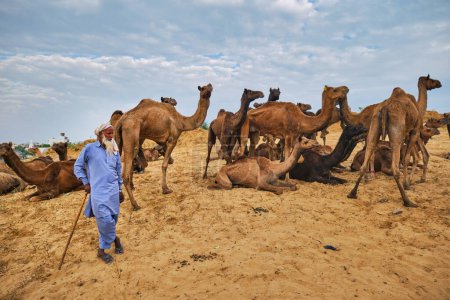 Foto de Pushkar, India - 6 de noviembre de 2019: El hombre del pueblo rural indio y sus camellos en la feria de camellos de Pushkar (Pushkar Mela) - feria anual de ganado de camellos, una de las ferias de camellos más grandes del mundo y atracción turística - Imagen libre de derechos