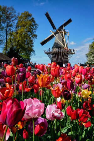 Téléchargez les photos : KEUKENHOF, PAYS-BAS - 9 MAI 2017 : Floraison de tulipes roses dans le jardin de Keukenhof, alias le Jardin de l'Europe, l'un des plus grands jardins fleuris au monde avec moulin à vent et touristes - en image libre de droit