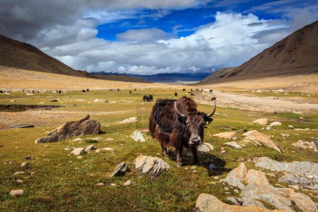 Photo for Yak grazing in Himalayas. Ladakh, Jammu and Kashmir, India - Royalty Free Image