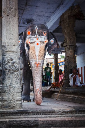 Foto de KANCHIPURAM, INDIA - SEPTIEMBRE 12, 2009: Elefante en el templo de Kailasanthar. Los elefantes del templo son parte vital de muchas ceremonias y festivales del templo, particularmente en el sur de la India - Imagen libre de derechos