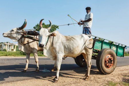 Photo for TAMIL NADU, INDIA - SEPTEMBER 12, 2009: Unidentified indian man on cart with yoke of oxen. Cartage is still a common means of transport in India especially in rural areas - Royalty Free Image