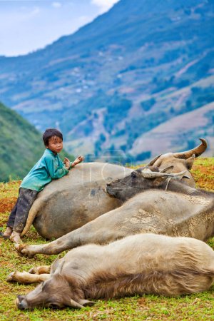 Photo for SAPA, VIETNAM - JUNE 10, 2011: Unidentified Vietnamese boy with buffaloes in Ta Van village. Though Vietnam's economic growth rate is among the highest in the world, poverty rate is still high - Royalty Free Image