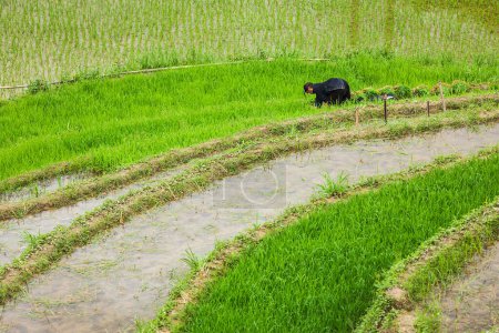 Foto de SAPA, VIETNAM - 10 DE JUNIO DE 2011: Mujer no identificada trabajando en terrazas de arrozales (arrozales) cerca del pueblo de Ta Van. Vietnam es uno de los principales países exportadores de arroz del mundo - Imagen libre de derechos