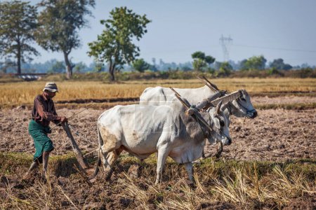Foto de MYANMAR - 6 DE ENERO DE 2014: Campesino birmano arando el campo con buey. La agricultura es la principal industria del país, que representa el 60 por ciento del PIB y emplea al 65 por ciento de la fuerza laboral. - Imagen libre de derechos
