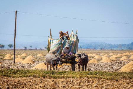 Foto de MYANMAR - 6 DE ENERO DE 2014: Campesino birmano que trabaja en el campo con carro de bueyes. La agricultura es la principal industria en Birmania, que representa el 60 por ciento del PIB y emplea al 65 por ciento de la fuerza laboral - Imagen libre de derechos