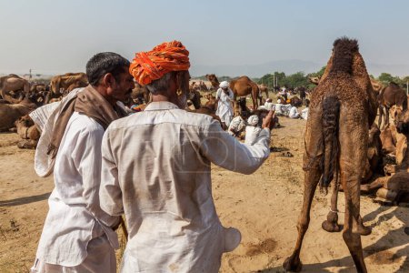 Foto de PUSHKAR, INDIA - 20 DE NOVIEMBRE DE 2012: Hombres y camellos indios en la feria de camellos de Pushkar (Pushkar Mela) - feria anual de camellos y ganado de cinco días, una de las ferias de camellos más grandes del mundo y atracción turística - Imagen libre de derechos