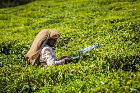 Foto de KERALA, INDIA - 18 DE FEBRERO DE 2014: Mujer india cosecha hojas de té en plantación de té en Munnar. Solo se recogen las hojas superiores y los trabajadores recogen diariamente hasta 30 kilos de hojas de té. - Imagen libre de derechos