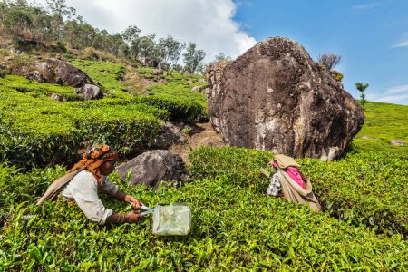 Foto de KERALA, INDIA - 18 DE FEBRERO DE 2014: Las mujeres indias cosechan hojas de té en la plantación de té en Munnar. Solo se recogen las hojas superiores, y los trabajadores recogen diariamente hasta 30 kilos de hojas de té - Imagen libre de derechos