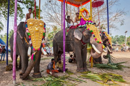 Photo for KOCHI, INDIA - FEBRUARY 24, 2013: Decorated elephants with brahmins (priests) in Hindu temple at temple festival. There about 550 domesticated elephants in Kerala state. - Royalty Free Image