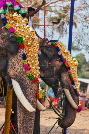Téléchargez les photos : KOCHI, INDE - 24 FÉVRIER 2013 : Éléphants décorés avec des brahmanes (prêtres) dans le temple hindou à la fête du temple. Il y a environ 550 éléphants domestiqués dans l'état du Kerala
. - en image libre de droit