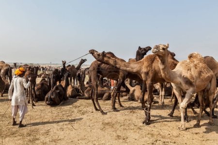 Téléchargez les photos : PUSHKAR, INDE - 20 NOVEMBRE 2012 : Hommes et chameaux indiens à la foire aux chameaux de Pushkar (Pushkar Mela) - foire annuelle de cinq jours sur le chameau et le bétail, l'une des plus grandes foires aux chameaux et attraction touristique au monde - en image libre de droit
