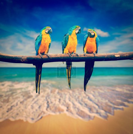 Téléchargez les photos : Vintage effet rétro filtré image de style hipster du concept de vacances tropicales trois perroquets Ara ararauna bleu et jaune Ara alias l'Ara bleu et or sur fond de plage tropicale et de mer - en image libre de droit