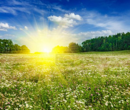 Campo de pradera verde floreciente de verano con flores con sol y cielo azul