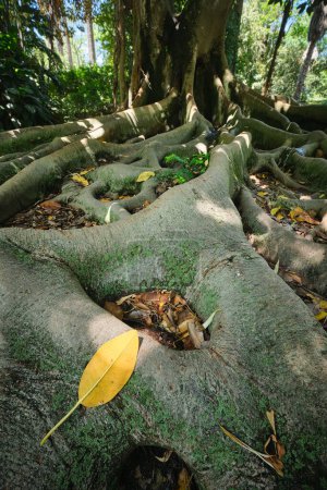 Téléchargez les photos : Arbre exotique Ficus macrophylla Coffre de figuier banyan australien et racines de contrefort rapprochées - en image libre de droit