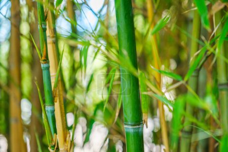 Foto de Tallos de bambú y hojas en el bosque de bambú de cerca en el fondo del día soleado - Imagen libre de derechos