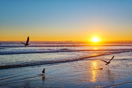 Téléchargez les photos : Les mouettes volent sur la plage ensoleillée au coucher de soleil de l'océan Atlantique avec des vagues à Fonte da Telha plage, Costa da Caparica, Portugal - en image libre de droit