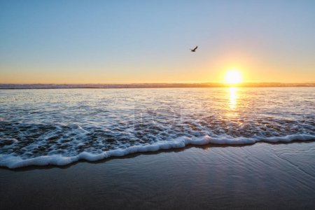 Téléchargez les photos : Les mouettes volent sur la plage ensoleillée au coucher de soleil de l'océan Atlantique avec des vagues à Fonte da Telha plage, Costa da Caparica, Portugal - en image libre de droit