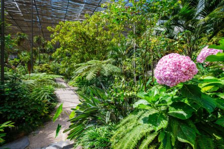 Interior view of the cold house Estufa Fria - greenhouse with gardens, ponds, plants and trees in Lisbon, Portugal with Hydrangea macrophylla in foreground