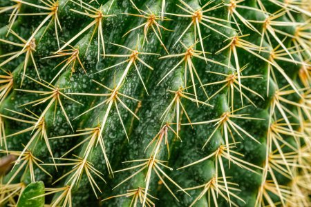 Foto de Echinocactus grusonii o Kroenleinia grusonii también conocido como cactus de barril de oro, cactus de bola de oro de cerca - Imagen libre de derechos