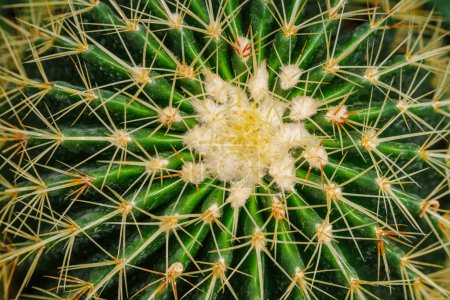 Téléchargez les photos : Echinocactus grusonii ou Kroenleinia grusonii également connu sous le nom de cactus de baril d'or, cactus de boule d'or gros plan - en image libre de droit