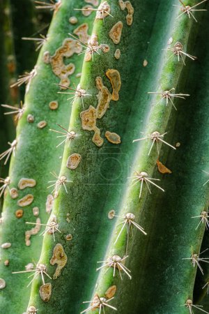 Photo for Cereus hildmannianus aka Queen of the night cactus close up texture - Royalty Free Image