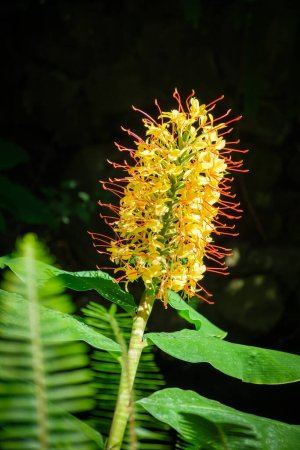 Téléchargez les photos : Hedychium gardnerianum alias le gingembre Kahili, Kahila guirlande-lis ou gingembre fleur de lis gros plan - en image libre de droit
