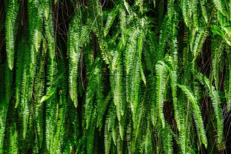 Photo for Nephrolepis cordifolia aka Ladder fern, or tuber ladder fern close up - Royalty Free Image