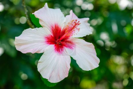 Photo for Hibiscus syriacus tropical white flower in a garden close up. It is a national flower of South Korea - Royalty Free Image