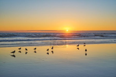 Téléchargez les photos : Mouettes sur la plage ensoleillée au coucher du soleil de l'océan Atlantique avec des vagues à Fonte da Telha plage, Costa da Caparica, Portugal - en image libre de droit