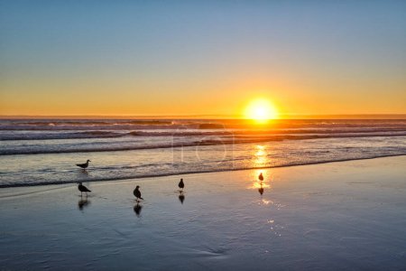 Téléchargez les photos : Mouettes sur la plage ensoleillée au coucher du soleil de l'océan Atlantique avec des vagues à Fonte da Telha plage, Costa da Caparica, Portugal - en image libre de droit