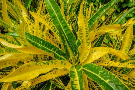 Foto de Crotón de jardín Codiaeum variegatum aka hojas de crotón abigarradas de cerca textura de fondo - Imagen libre de derechos