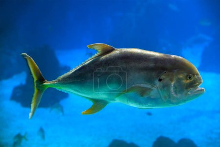 Photo for The crevalle jack Caranx hippos, also known as the common jack, black-tailed trevally, couvalli jack, black cavalli, jack crevale, or yellow cavalli - Royalty Free Image