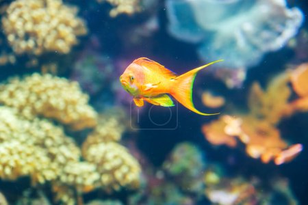 Foto de Threadfin anthias Nemanthias carberryi peces bajo el agua - Imagen libre de derechos