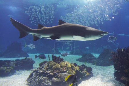 Foto de Tiburón tigre de arena Carcharias taurus bajo el agua - Imagen libre de derechos