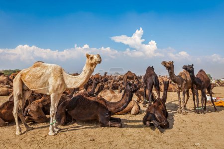 Photo for Camels at Pushkar Mela Pushkar Camel Fair. Pushkar, Rajasthan, India - Royalty Free Image