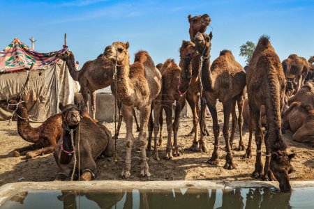 Foto de Camellos en la feria de camellos Pushkar Mela Pushkar. Pushkar, Rajastán, India - Imagen libre de derechos