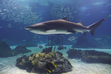 Foto de Tiburón tigre de arena Carcharias taurus bajo el agua - Imagen libre de derechos