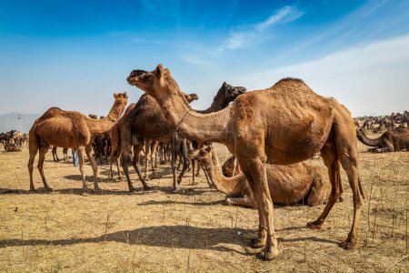Foto de Camellos en la feria de camellos Pushkar Mela Pushkar. Pushkar, Rajastán, India - Imagen libre de derechos