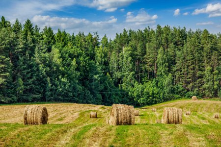 Foto de Fondo agrícola: un impresionante paisaje de verano con fardos de heno esparcidos por un campo, con un cielo azul y nubes entrecortadas en el fondo - Imagen libre de derechos