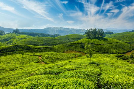 Foto de Fondo concepto de té indio plantaciones de té. Munnar, Kerala, India - Imagen libre de derechos