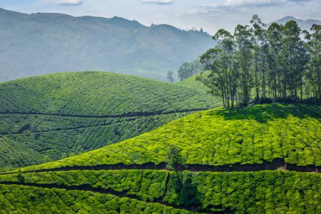 Foto de Plantaciones de té verde indio en Munnar, Kerala, India - Imagen libre de derechos